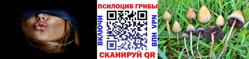 Псилоцибиновые грибы Psilocybe  Черноголовка 